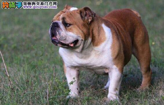 详解形态特征 细说斗牛犬各部分的特点