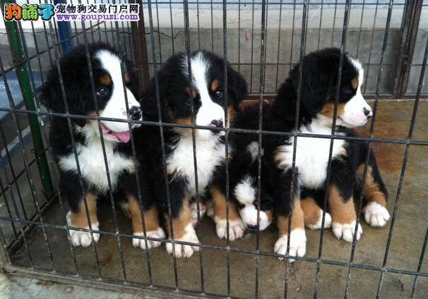 我家伯恩山犬吃了死老鼠会不会有事