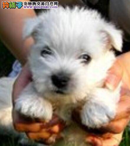 生活小贴士 西高地游泳期间谨记安全注意要点