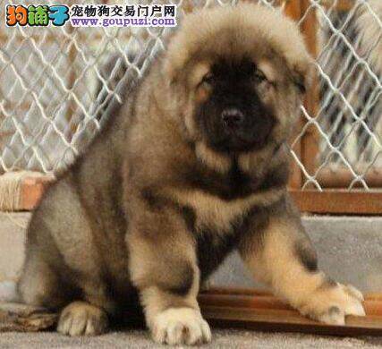 导致高加索犬不吃饭，鼻子发热的原因
