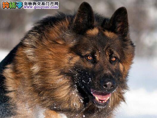 生活囧事见招拆招 德国牧羊犬远离臭臭的尴尬气氛