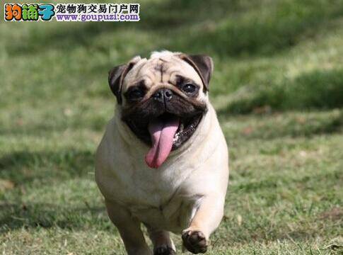 生活医疗宝典 巴哥犬咳嗽带痰吃什么药好