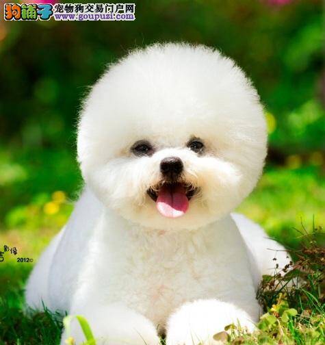 选择购买比熊犬最保险的方法
