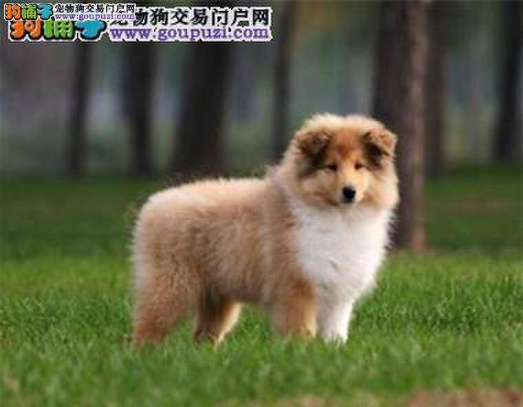 选购喜乐蒂犬的规则有哪些