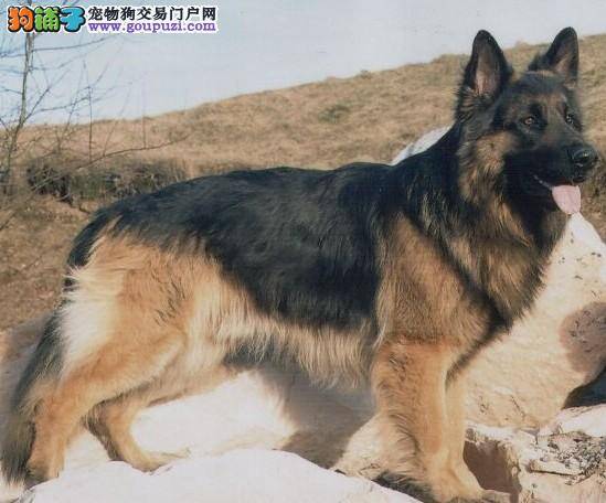 护理要点之怎样轻松搞定德国牧羊犬的敌人—跳蚤