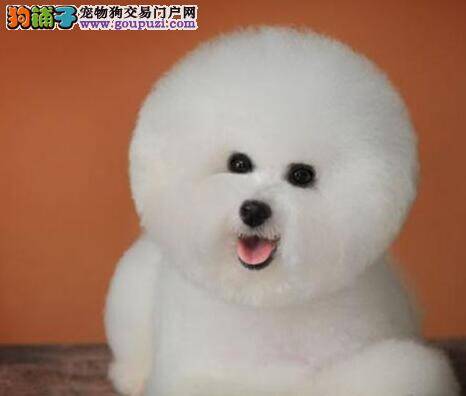 比熊犬怎么吃都不胖是不是需要驱虫