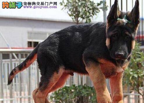 德国牧羊犬患上细小应如何治疗