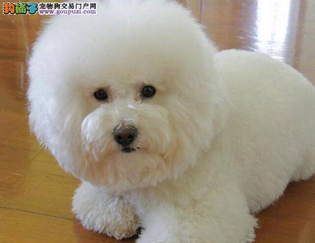 酷暑难耐 比熊犬可以吃冰凉的西瓜吗