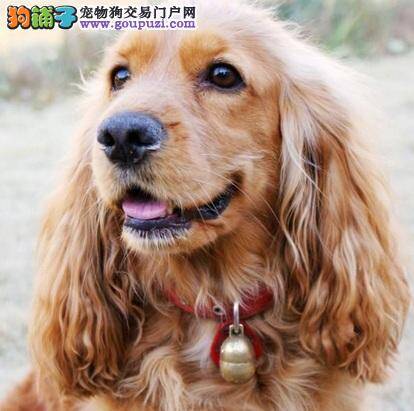 可卡犬可以饿多久，合理喂养可卡犬