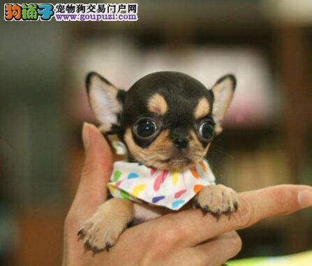 吉娃娃总是打嗝是什么问题