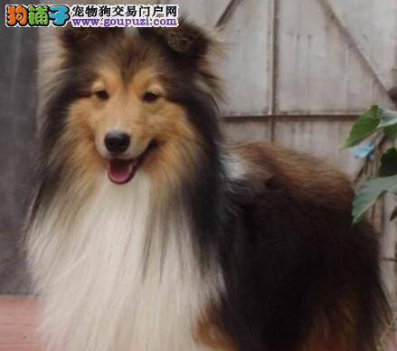 喜乐蒂犬患上真菌皮肤病，应怎样治愈