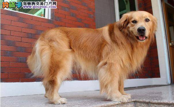金毛犬怎么训练 教你三种训练金毛幼犬的方法