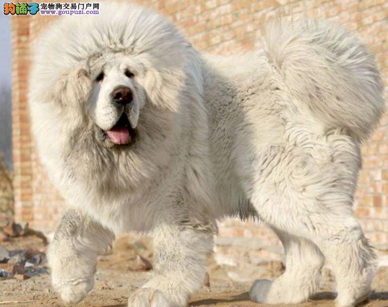 健康养护 给藏獒洗澡梳理的有效建议