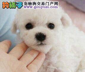 比熊犬的下面经常有脓液没事吧