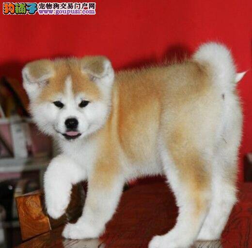 秋田犬为什么总是喜欢甩耳朵