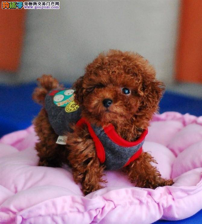 请问茶杯犬产前需要做哪些准备，求解答