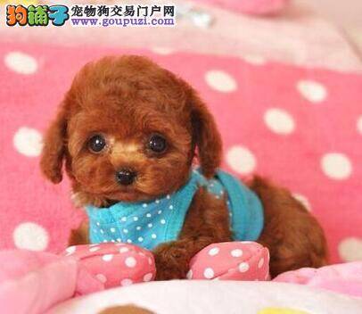 揭秘贵宾犬晕倒的解决方法