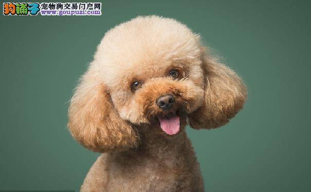 挑选纯种泰迪犬的方法
