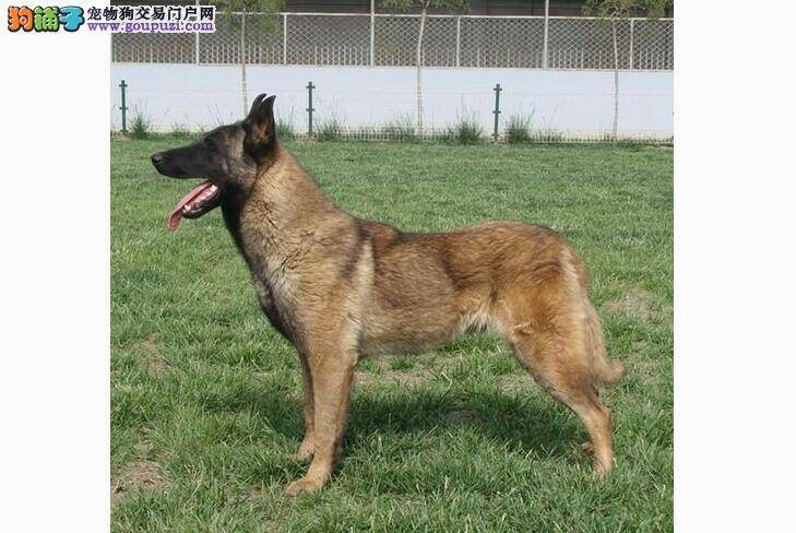 马犬“嗯”不出来  四招改善马犬便秘问题