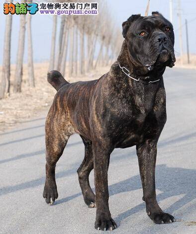 照顾年迈的卡斯罗犬有哪些特别之处