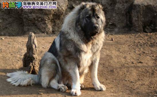 高加索犬牙齿怎么护理 定期清洁高加索口腔