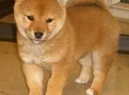 柴犬身上出现红点，瘙痒是皮肤病吗，该怎么办