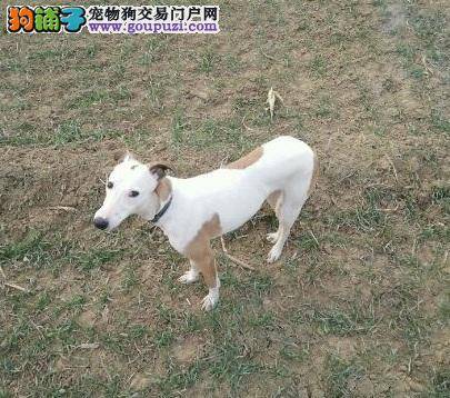 格力犬吞咽困难的发病原因及治疗方法
