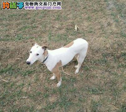 格力犬吞咽困难的发病原因及治疗方法