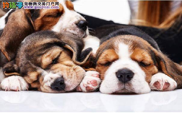狗狗睡姿解析 通过狗狗睡姿看狗狗性格