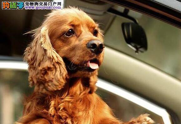 选购无难事 讲解标准可卡犬选购特点