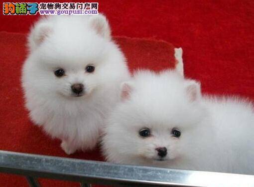 摸索与总结 选购博美犬前要准备好哪些事情