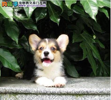 柯基犬又拉又吐，急死了