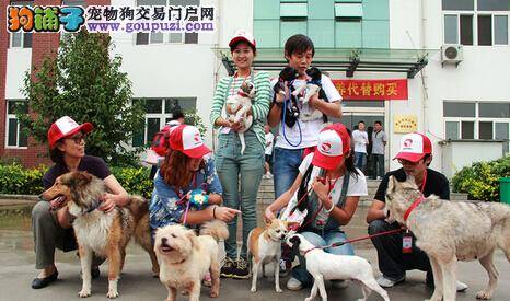 青岛犬只收养基地举办“犬只领养日”活动