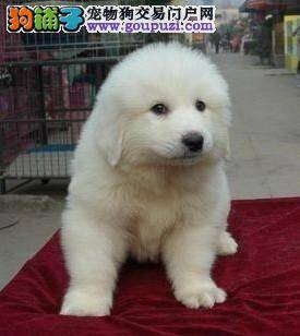 大白熊犬的选购中有哪些弱点值得我们研究
