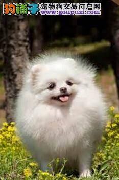 博美犬为什么要打架？主人应该怎样劝导