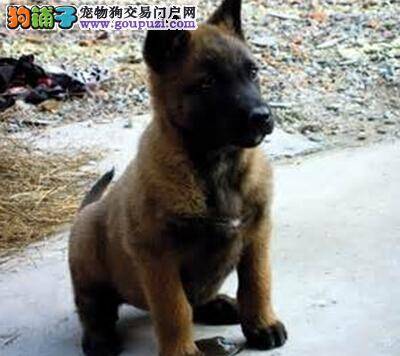 如何梳毛不反感 讨论给马犬梳理毛发的正确方式