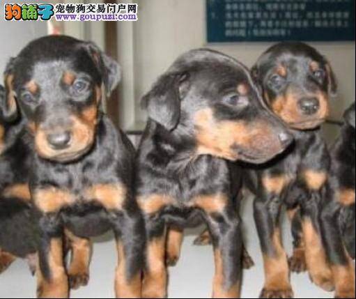 杜宾犬身上出现红疙瘩该怎么办