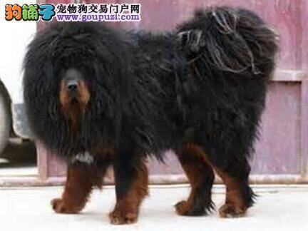 定期检查身体好 怎样能让藏獒乖乖的进行检查