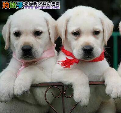 拉布拉多犬生病感冒了应怎么医治