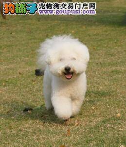 提高安全系数 夏季饲养比熊犬的七个“小心”