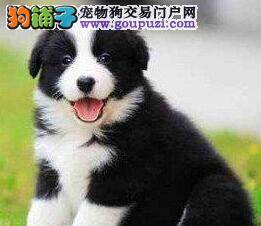 边境牧羊犬误吃一块巧克力怎么办