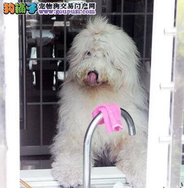 年底小偷行窃猖狂 家有牧羊犬保平安