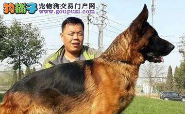 怎样成功的人工养育德国牧羊犬幼犬