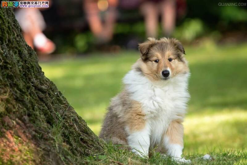 苏格兰牧羊犬最近咳嗽，拉肚子应如何医治