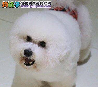 我家比熊犬最近刚驱虫完，可以给它洗澡吗