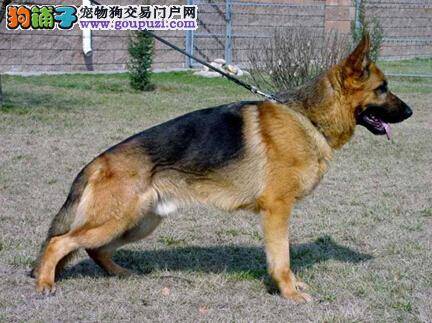 训狗要从小开始 听话的德国牧羊犬是怎样训练出来的