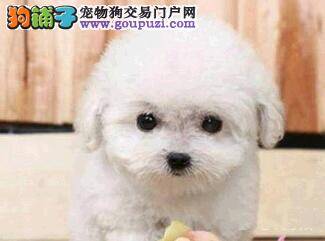 比熊犬有点发烧，应怎么办