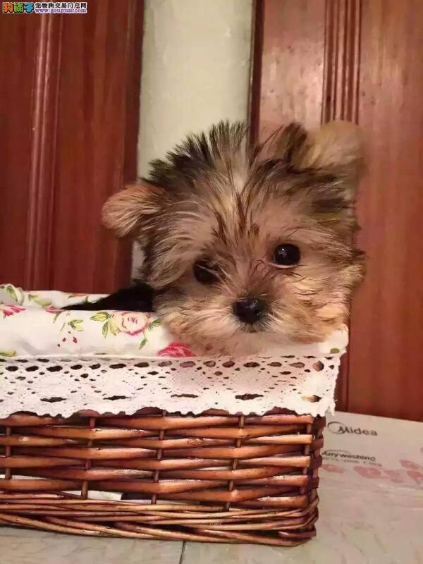 约克夏患上犬瘟有点拉稀，有方法治疗它吗