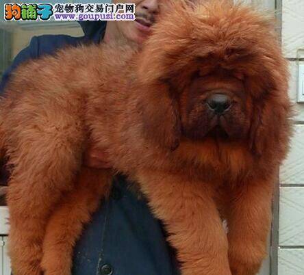 我家藏獒最近有时候总吐是怎么回事