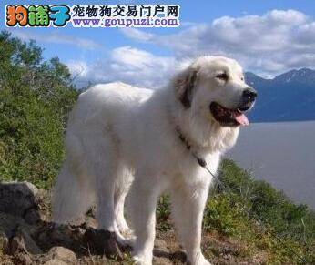 巧手主人支招轻松帮助大白熊犬远离跳蚤困扰